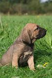 FILA BRASILEIRO 234